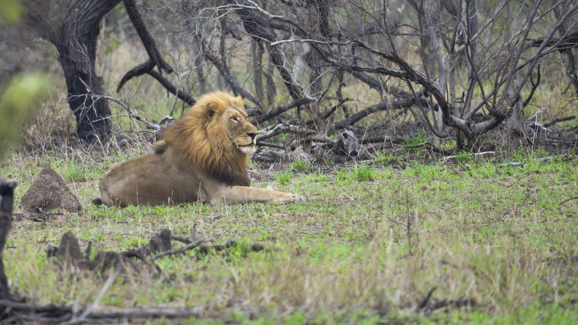 Kruger25 2025 11 02 15 38 38 ILCE 1M2 4364